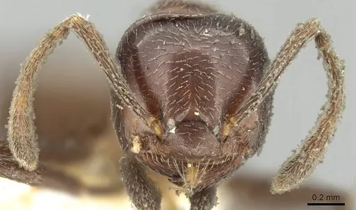 Crematogaster pia specimen CASENT0902126 image casent0902126_2
