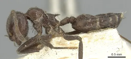 Crematogaster pia specimen CASENT0902126 image casent0902126_3