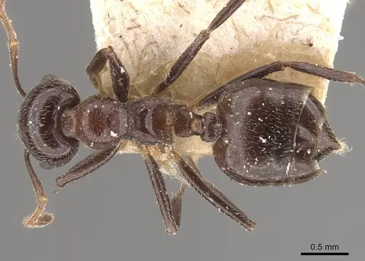 Crematogaster pia specimen CASENT0908587 image casent0908587_1