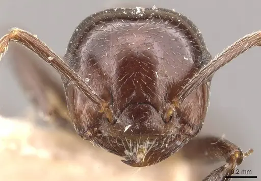Crematogaster pia specimen CASENT0908587 image casent0908587_2