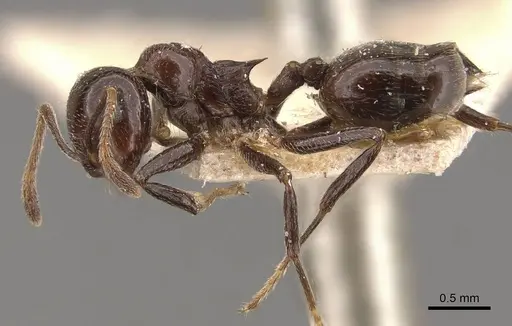 Crematogaster pia specimen CASENT0908587 image casent0908587_3