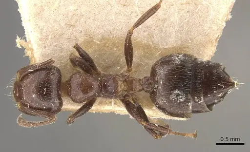 Crematogaster pia specimen CASENT0908588 image casent0908588_1