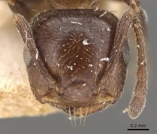 Crematogaster pia specimen CASENT0908588 image casent0908588_2