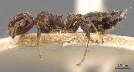 Crematogaster pia specimen CASENT0908588 image casent0908588_3
