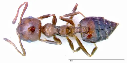 Crematogaster pia specimen FOCOL0267-1 image focol0267-1_1