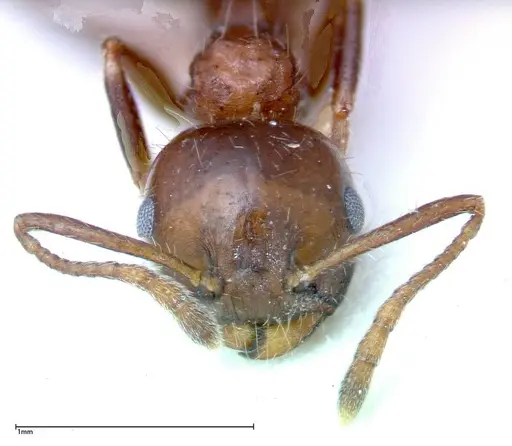 Crematogaster pia specimen FOCOL0267-1 image focol0267-1_2