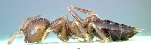 Crematogaster pia specimen FOCOL0267-1 image focol0267-1_3
