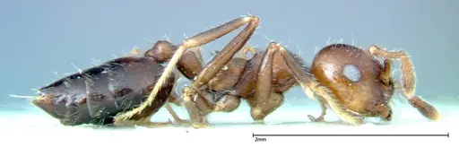 Crematogaster pia specimen FOCOL0267-1 image focol0267-1_4