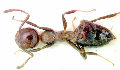 Crematogaster pia specimen FOCOL0267-2 image focol0267-2_1
