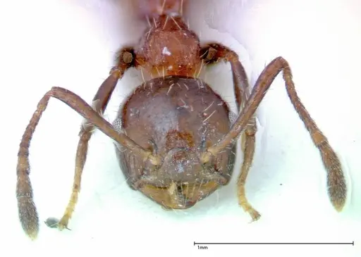 Crematogaster pia specimen FOCOL0267-2 image focol0267-2_2