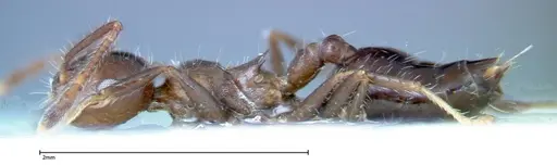 Crematogaster pia specimen FOCOL0267-2 image focol0267-2_3