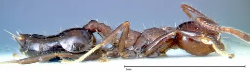 Crematogaster pia specimen FOCOL0267-2 image focol0267-2_4