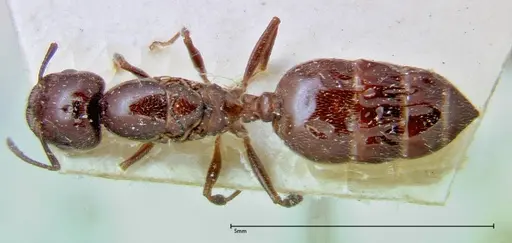 Crematogaster pia specimen FOCOL0268 image focol0268_1