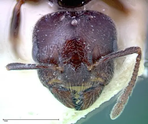 Crematogaster pia specimen FOCOL0268 image focol0268_2