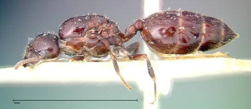 Crematogaster pia specimen FOCOL0268 image focol0268_3