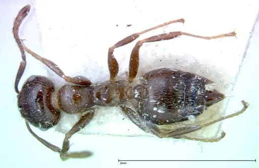 Crematogaster pia specimen FOCOL0269 image focol0269_1
