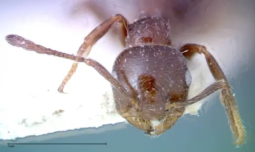 Crematogaster pia specimen FOCOL0269 image focol0269_2