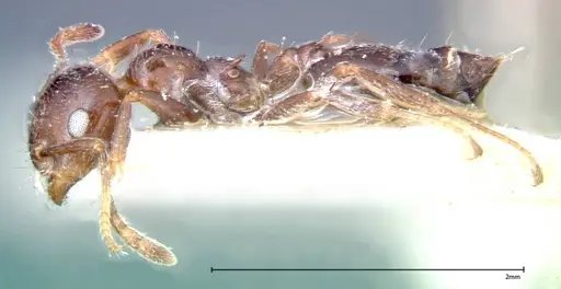 Crematogaster pia specimen FOCOL0269 image focol0269_3