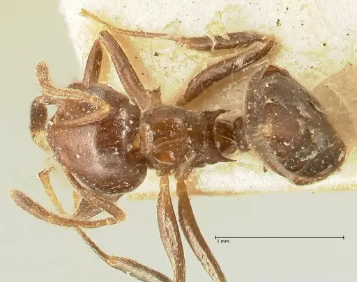 Crematogaster pia specimen FOCOL1442 image focol1442_1