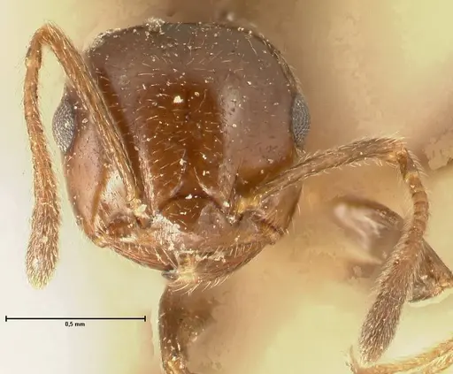 Crematogaster pia specimen FOCOL1442 image focol1442_2
