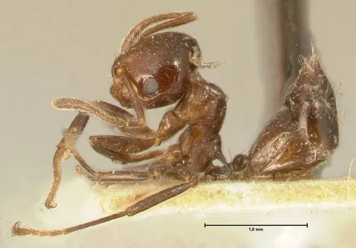 Crematogaster pia specimen FOCOL1442 image focol1442_3