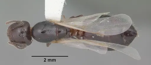 Crematogaster pilosa specimen CASENT0103803 image casent0103803_1