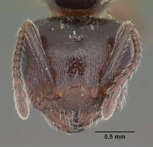 Crematogaster pilosa specimen CASENT0103803 image casent0103803_2