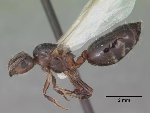 Crematogaster pilosa specimen CASENT0103803 image casent0103803_3
