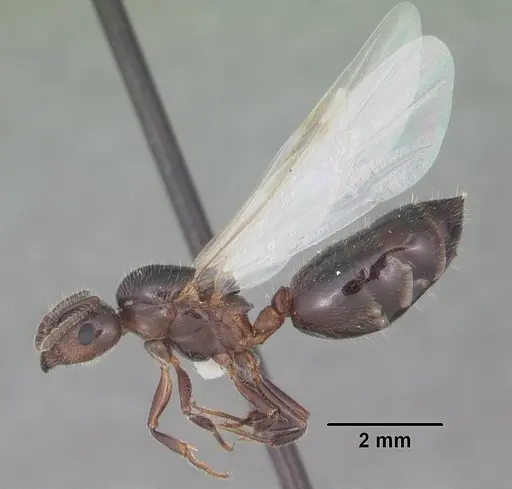 Crematogaster pilosa specimen CASENT0103803 image casent0103803_4