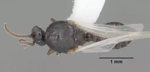 Crematogaster pilosa specimen CASENT0103804 image casent0103804_1
