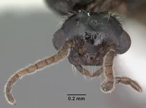 Crematogaster pilosa specimen CASENT0103804 image casent0103804_2