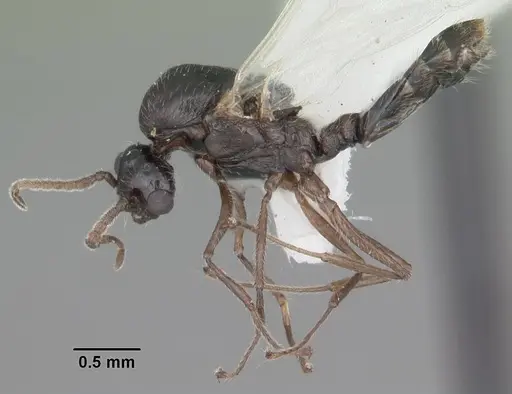 Crematogaster pilosa specimen CASENT0103804 image casent0103804_3