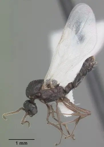 Crematogaster pilosa specimen CASENT0103804 image casent0103804_4