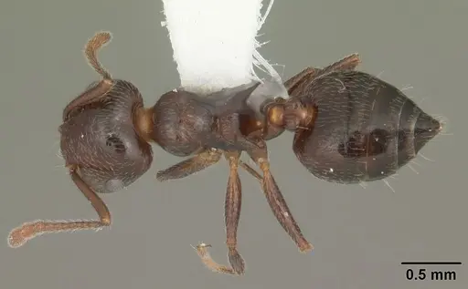 Crematogaster pilosa specimen CASENT0103806 image casent0103806_1