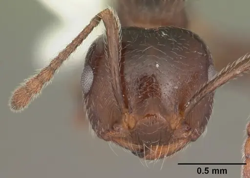 Crematogaster pilosa specimen CASENT0103806 image casent0103806_2