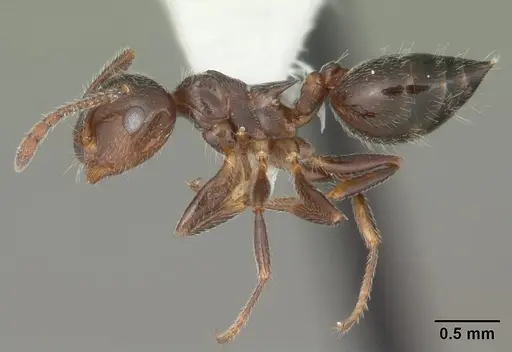 Crematogaster pilosa specimen CASENT0103806 image casent0103806_3