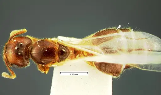 Crematogaster pilosa specimen CASENT0105566 image casent0105566_1