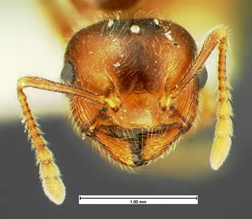Crematogaster pilosa specimen CASENT0105566 image casent0105566_2