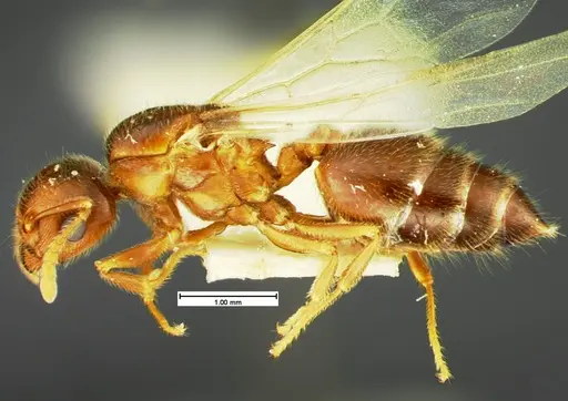 Crematogaster pilosa specimen CASENT0105566 image casent0105566_3