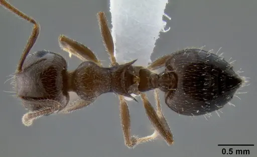 Crematogaster pilosa specimen CASENT0193165 image casent0193165_1