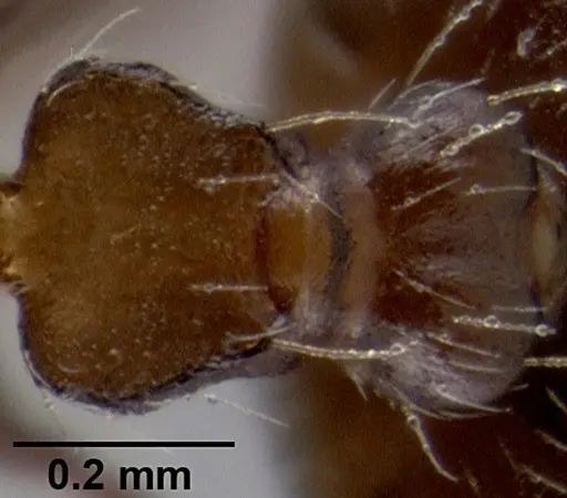 Crematogaster pilosa specimen CASENT0193165 image casent0193165_2