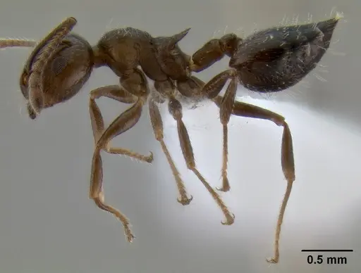Crematogaster pilosa specimen CASENT0193165 image casent0193165_4