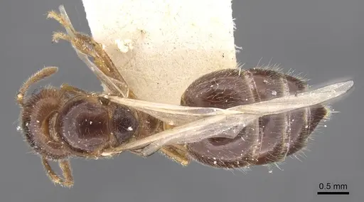 Crematogaster pilosa specimen CASENT0912712 image casent0912712_1