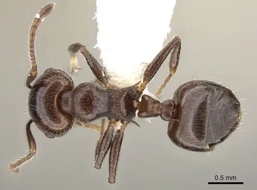 Crematogaster pilosa specimen CASENT0914530 image casent0914530_1
