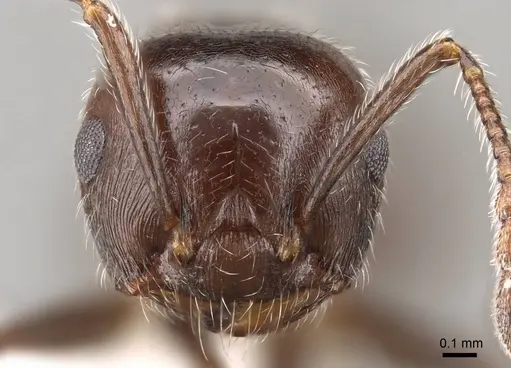 Crematogaster pilosa specimen CASENT0914530 image casent0914530_2