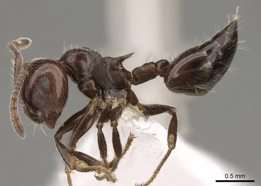 Crematogaster pilosa specimen CASENT0914530 image casent0914530_3