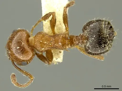 Crematogaster pilosa specimen CASENT0919707 image casent0919707_1
