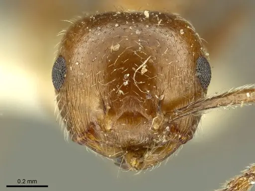 Crematogaster pilosa specimen CASENT0919707 image casent0919707_2