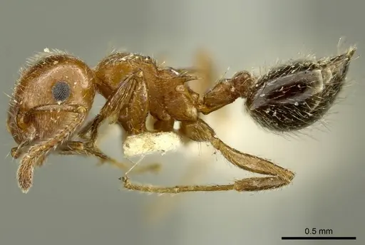 Crematogaster pilosa specimen CASENT0919707 image casent0919707_3