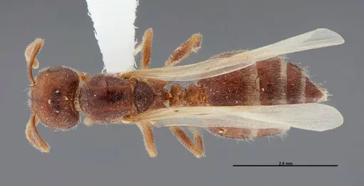 Crematogaster pilosa specimen FMNHINS0000062697 image fmnhins0000062697_1